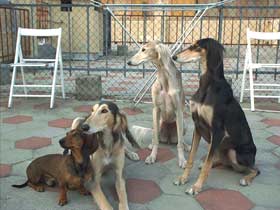 gruppo saluki levrieri persiani