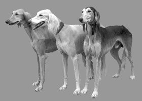 gruppo saluki levrieri persiani