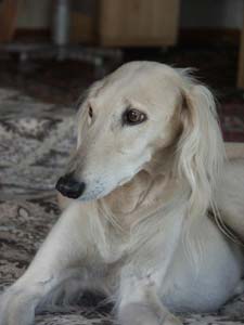 baraka saluki