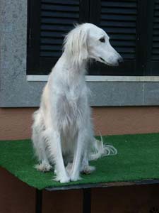 brina saluki