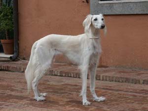 muffola saluki