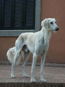 saeed saluki